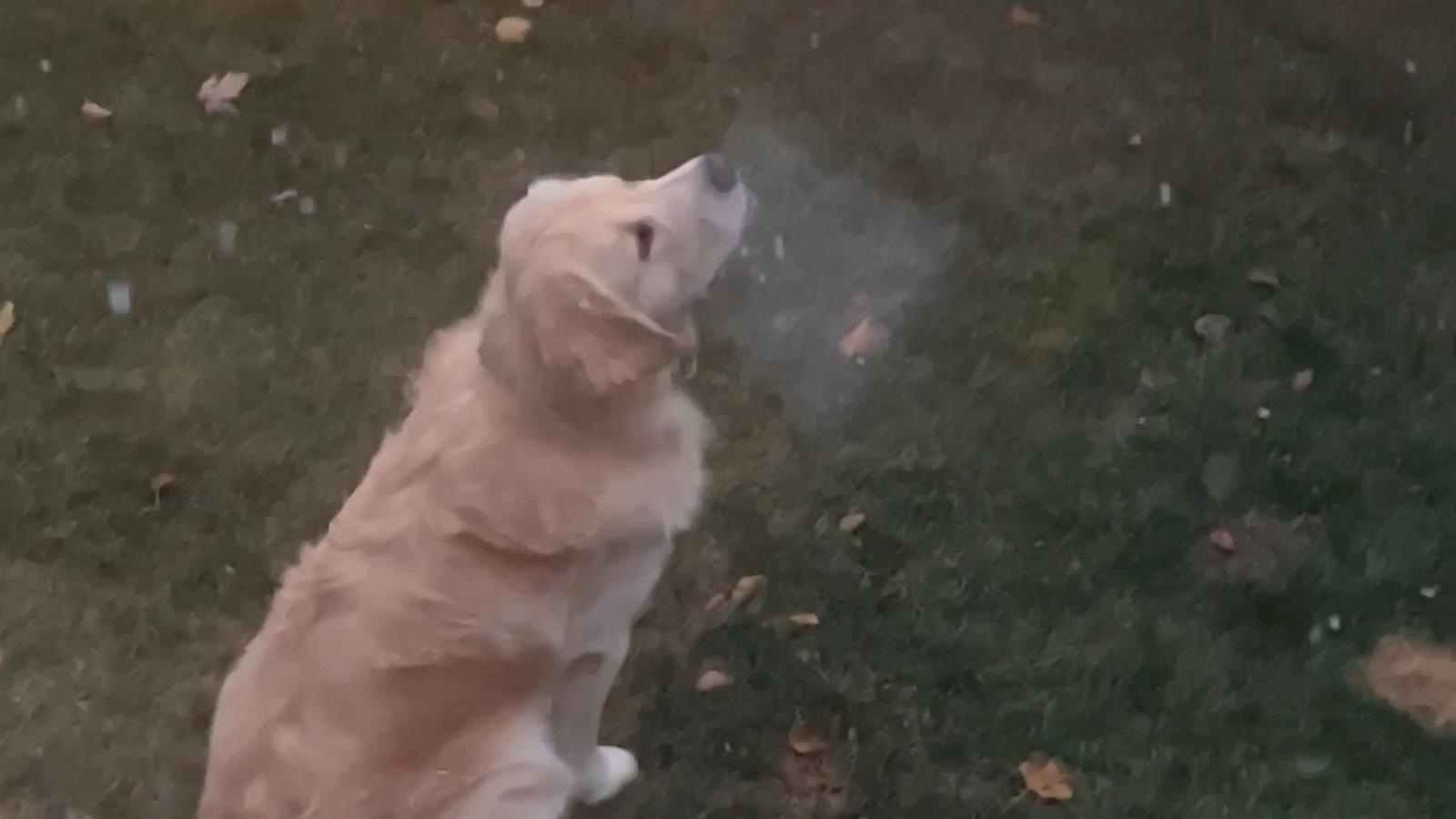 VIDEO: Watch this adorable pup discover snow for the 1st time