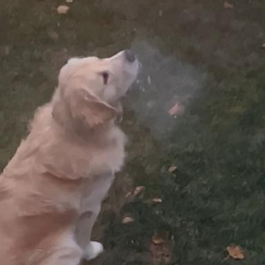 VIDEO: Watch this adorable pup discover snow for the 1st time 