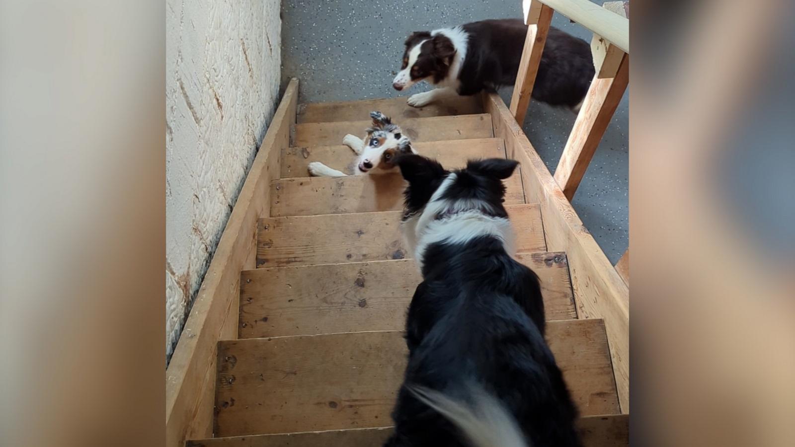 VIDEO: Australian shepherd puppy adorably confused by stairs