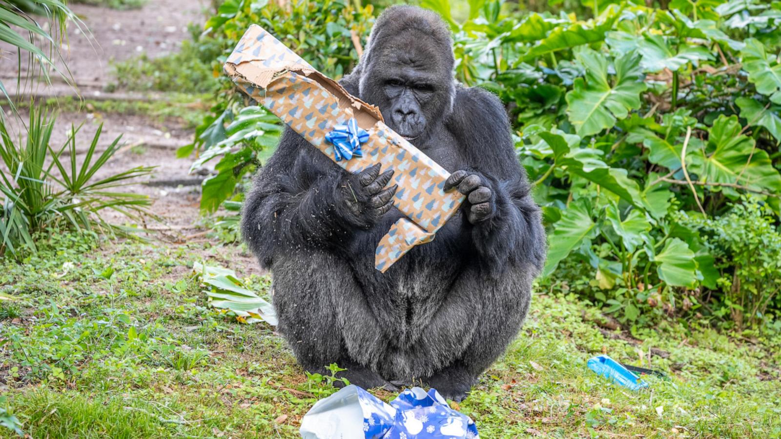VIDEO: Gorillas at Disney’s Animal Kingdom open special gifts for the holidays