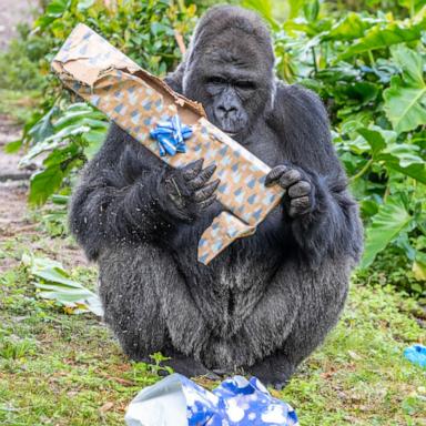 VIDEO: Gorillas at Disney’s Animal Kingdom open special gifts for the holidays