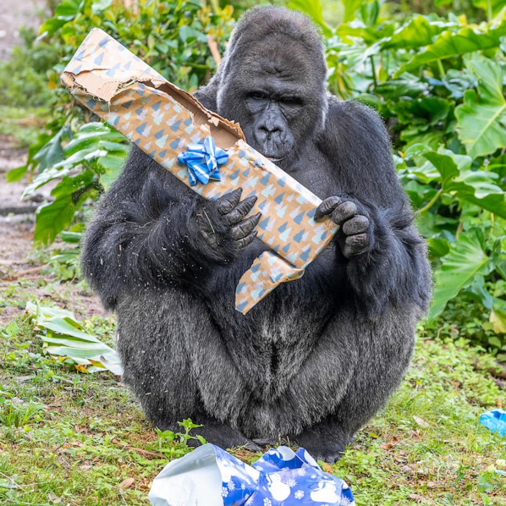 https://s.abcnews.com/images/GMA/231215_gma_digital_gorilla_gifts_hpMain_1x1_992.jpg