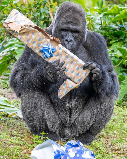 Gorillas at Disney's Animal Kingdom open special gifts for the holidays -  Good Morning America