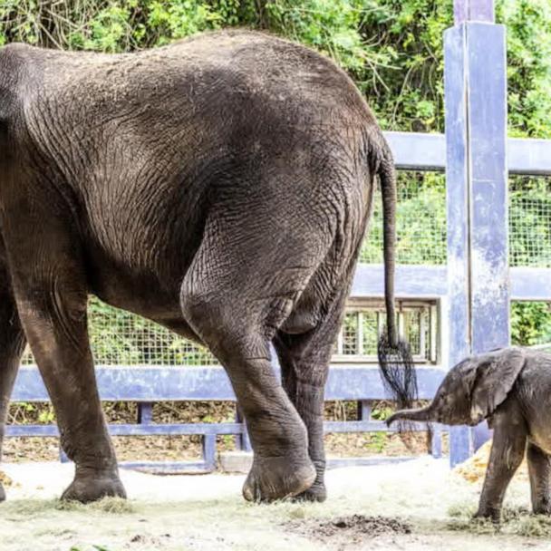 First baby African elephant born at Disney's Animal Kingdom in 7