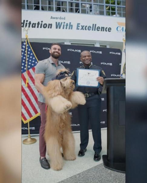 Viral dog becomes honorary member of Miami Beach Police Good