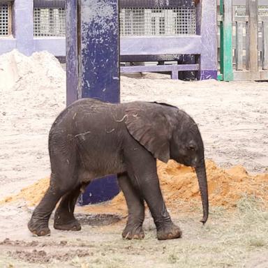 VIDEO: Disney’s Animal Kingdom welcomes newborn elephant calf