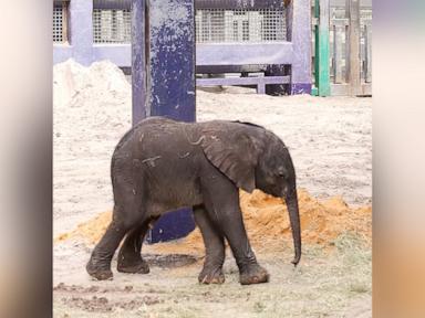 WATCH: Disney's Animal Kingdom welcomes newborn elephant calf