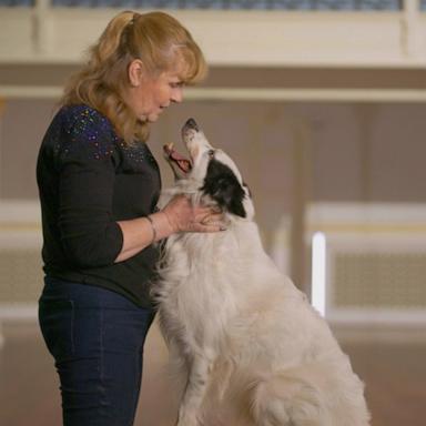 VIDEO: International dog show allows rescue dogs to compete 