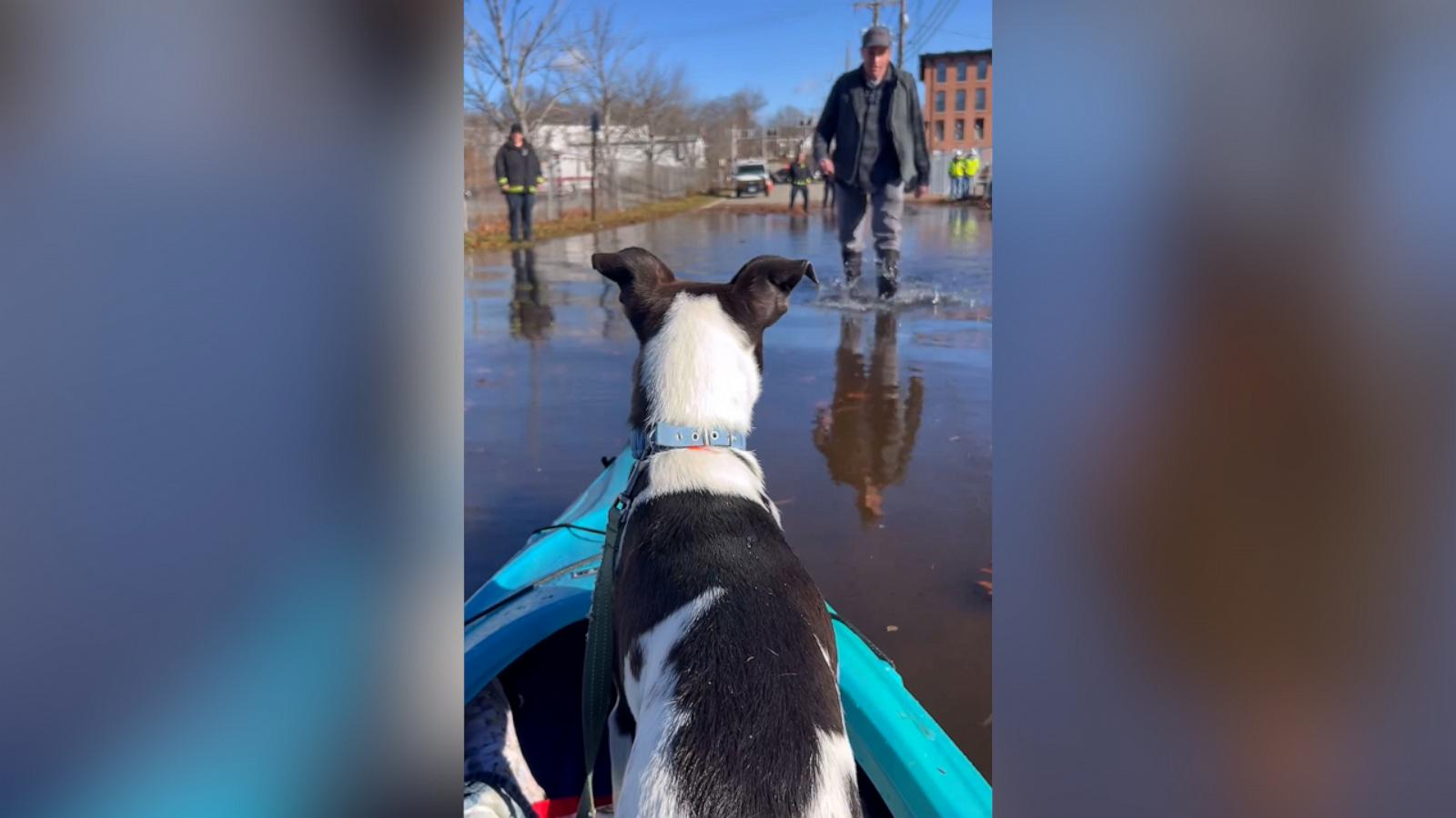 The Hotel for Homeless Dogs rescued 20 dogs from flood