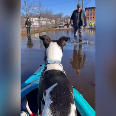 The Hotel for Homeless Dogs rescued 20 dogs from flood