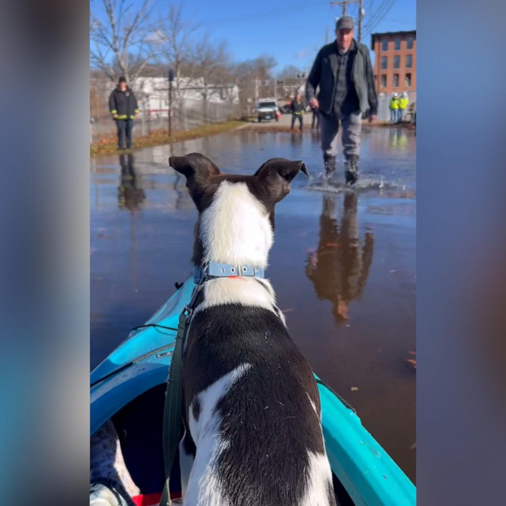 Over 20 shelter dogs rescued from Rhode Island flooding - Good Morning  America
