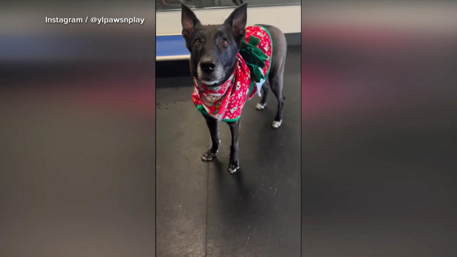 VIDEO: Dogs get into Christmas spirit