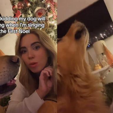 VIDEO: Woman says her dog will only sing along to 'The First Noel' 