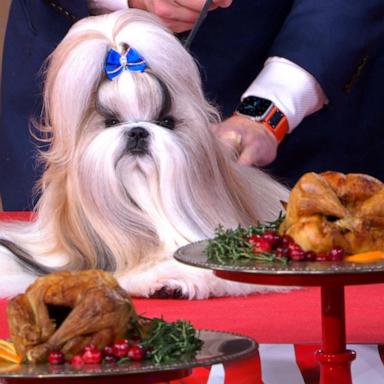 VIDEO: Meet Comet, the winner of AKC National Championship’s 'Best in Show'