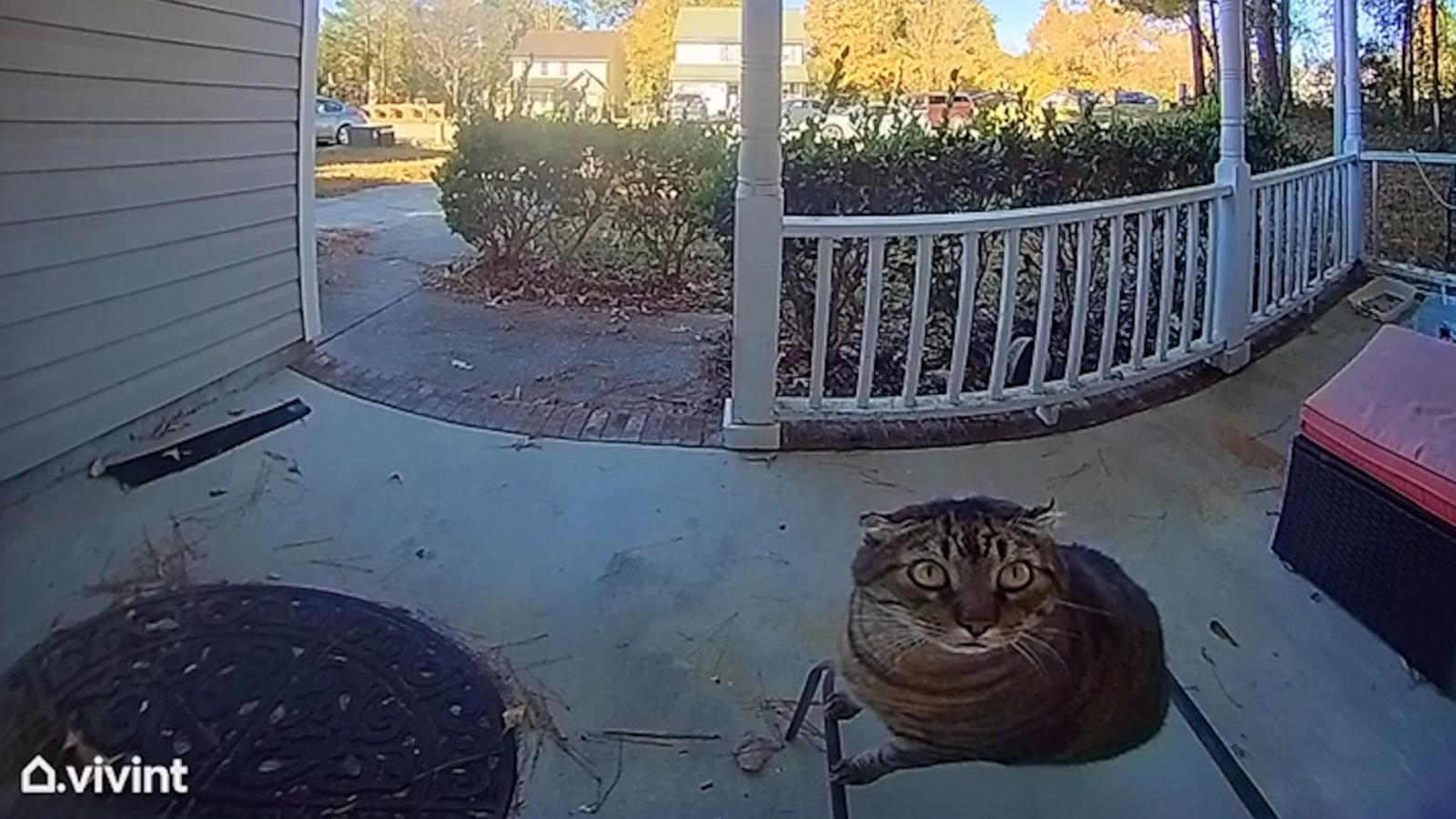 VIDEO: 'You rang?' Clever kitty learns to ring the doorbell to be let into the house