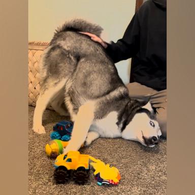 VIDEO: Husky hilariously tries to steal spotlight from little brother