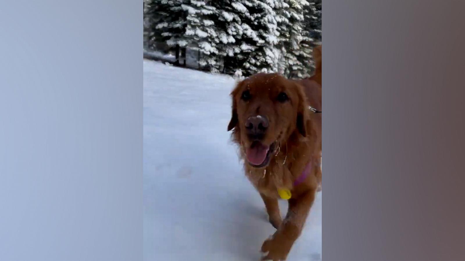 VIDEO: Happy dog trots through snow in California mountain town