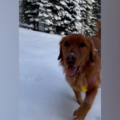 VIDEO: Happy dog trots through snow in California mountain town 