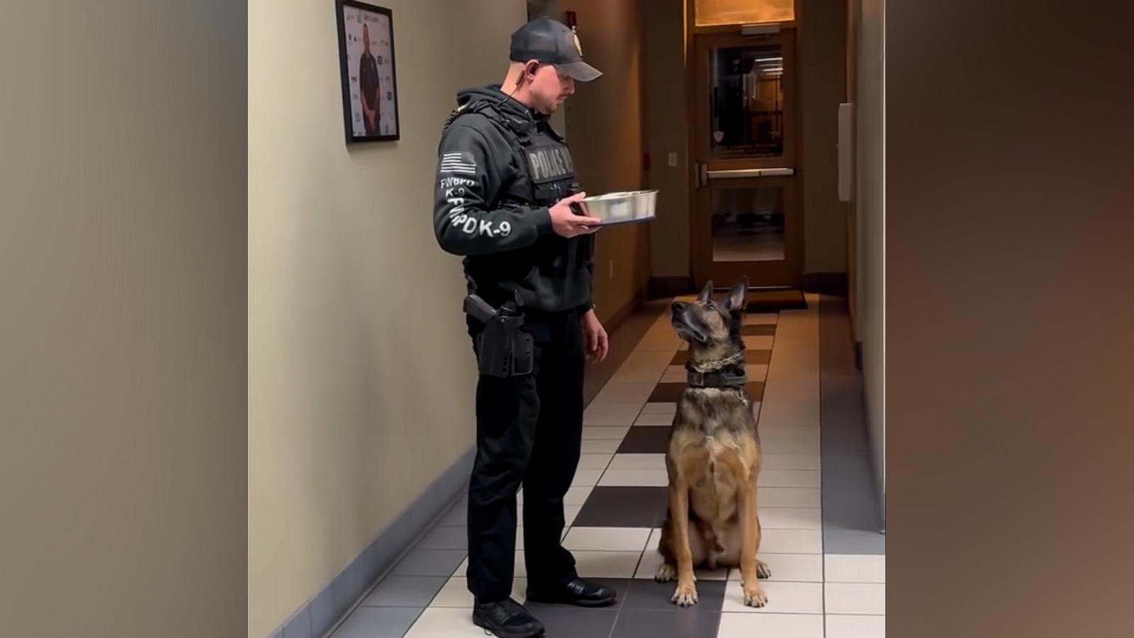 VIDEO: Watch this retiring police K-9 get rewarded with a bowl of whipped cream