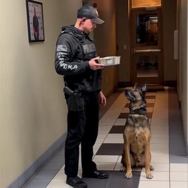 VIDEO: Watch this retiring police K-9 get rewarded with a bowl of whipped cream