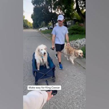 Caesar was so happy when he saw the wagon, which allows him to go on walks with his family, despite his age.