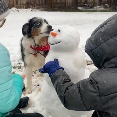 VIDEO: Australian shepherd does his best to resist temptation