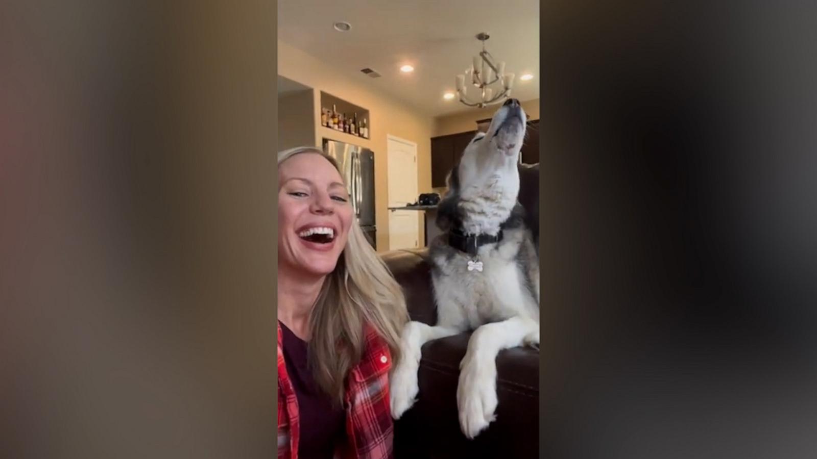 VIDEO: Watch this husky say 'I love you'
