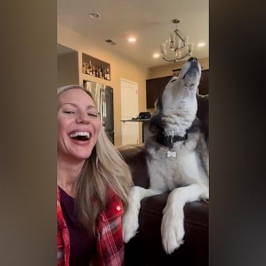 VIDEO: Watch this husky say 'I love you'