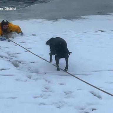 VIDEO: Dog rescued from frozen pond