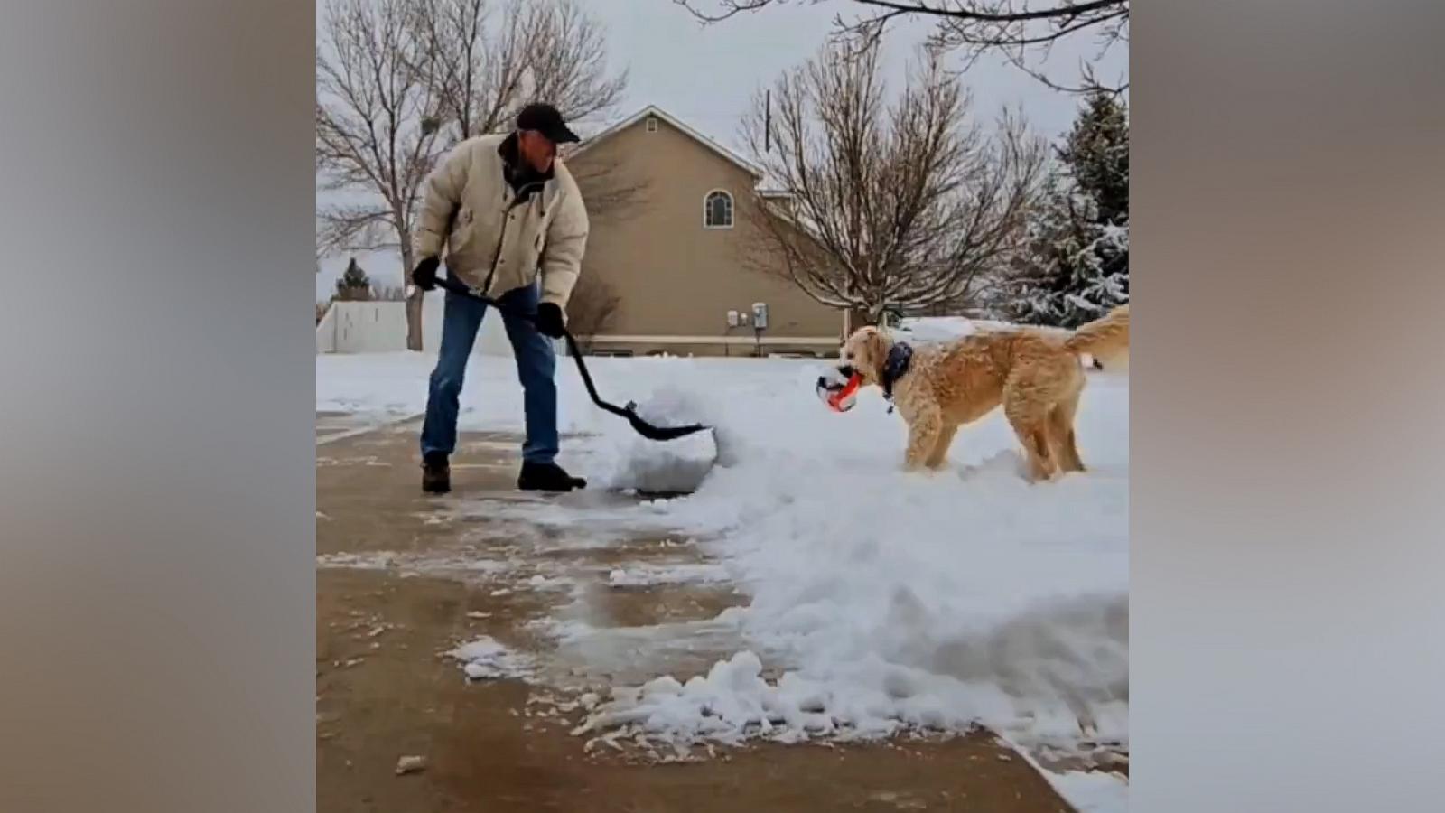 VIDEO: Dog determined to get dad to play with him rather than shovel snow