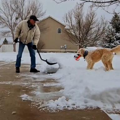 VIDEO: Dog determined to get dad to play with him rather than shovel snow