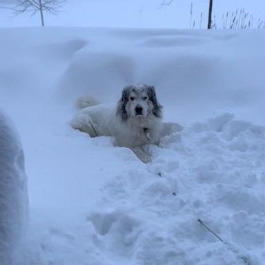 VIDEO: Great Pyrenees does not want to come inside during snowstorm 