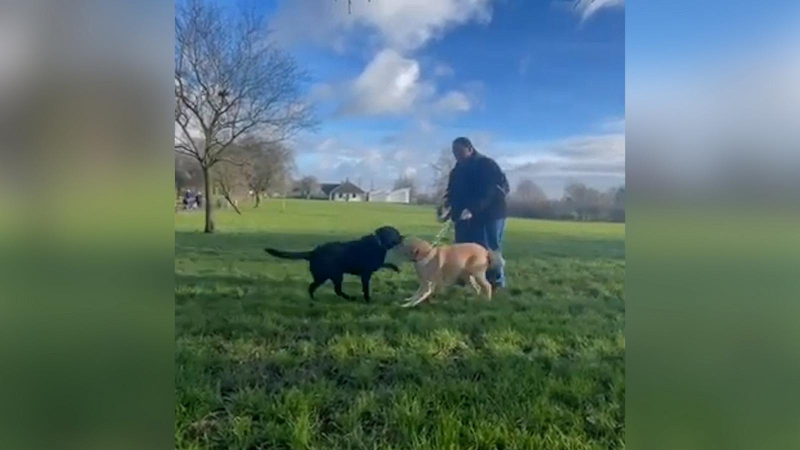 VIDEO: Guide dog brothers reunite after a decade apart