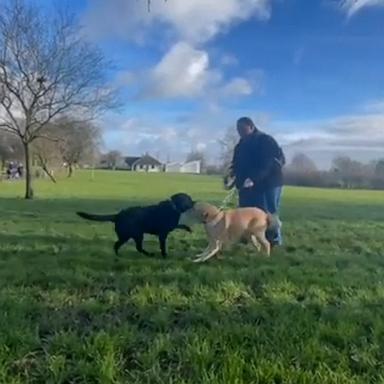 VIDEO: Guide dog brothers reunite after a decade apart 