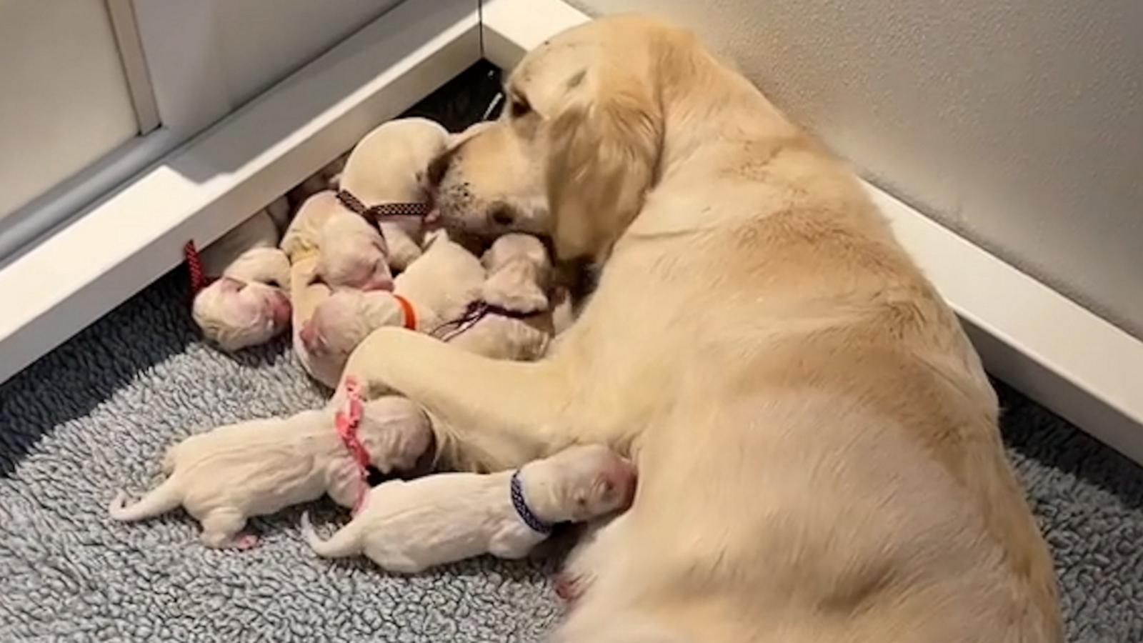 VIDEO: Golden Retriever goes right into mommy mode with her new litter of puppies