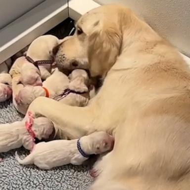 VIDEO: Golden Retriever goes right into mommy mode with her new litter of puppies 