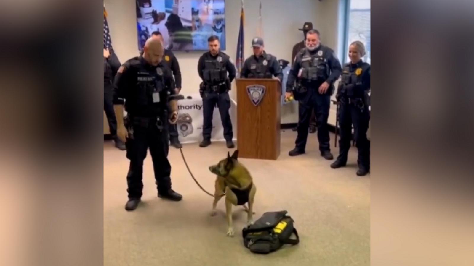 VIDEO: Bomb-sniffing police dog gets epic retirement send-off