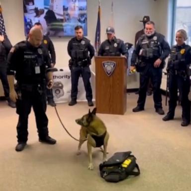 VIDEO: Bomb-sniffing police dog gets epic retirement send-off 