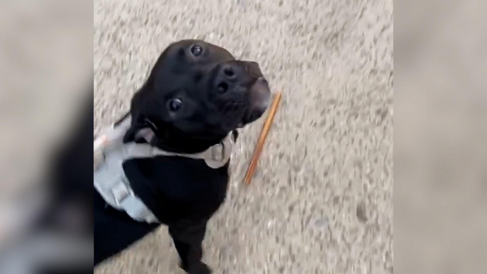 VIDEO: Dog howls along with firetruck during his walk