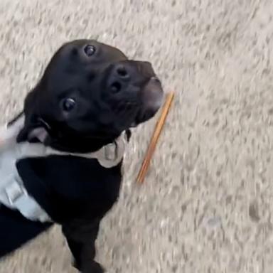 VIDEO: Dog howls along with firetruck during his walk 