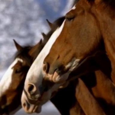 VIDEO: Budweiser brings back Clydesdales in 2024 Super Bowl ad