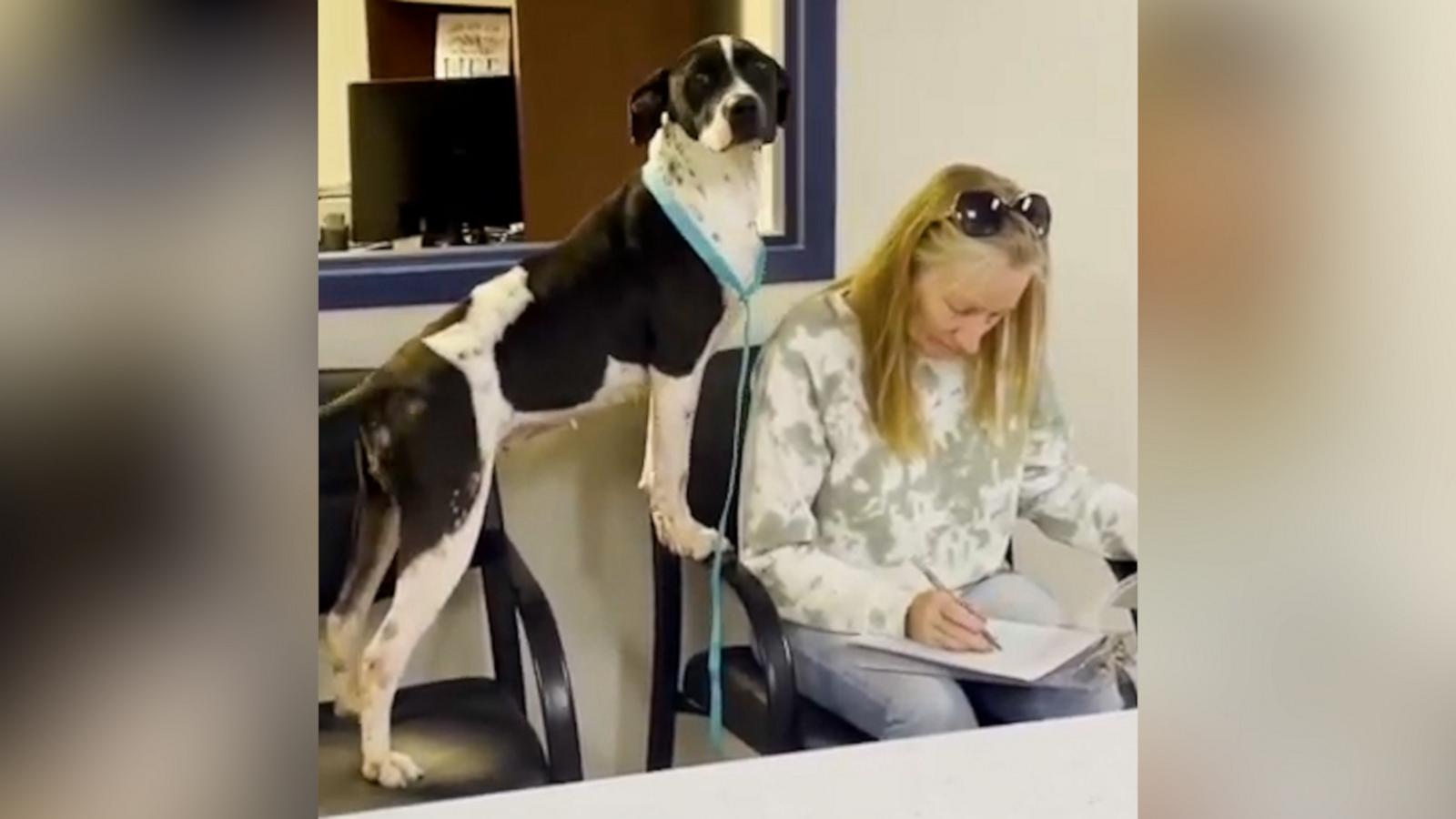 VIDEO: Shelter dog can practically tell she’s about to get adopted