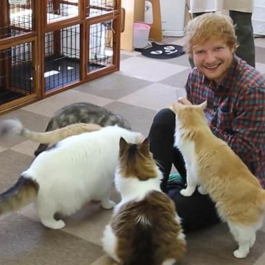 VIDEO: Ed Sheeran accidentally scares animals at cat cafe