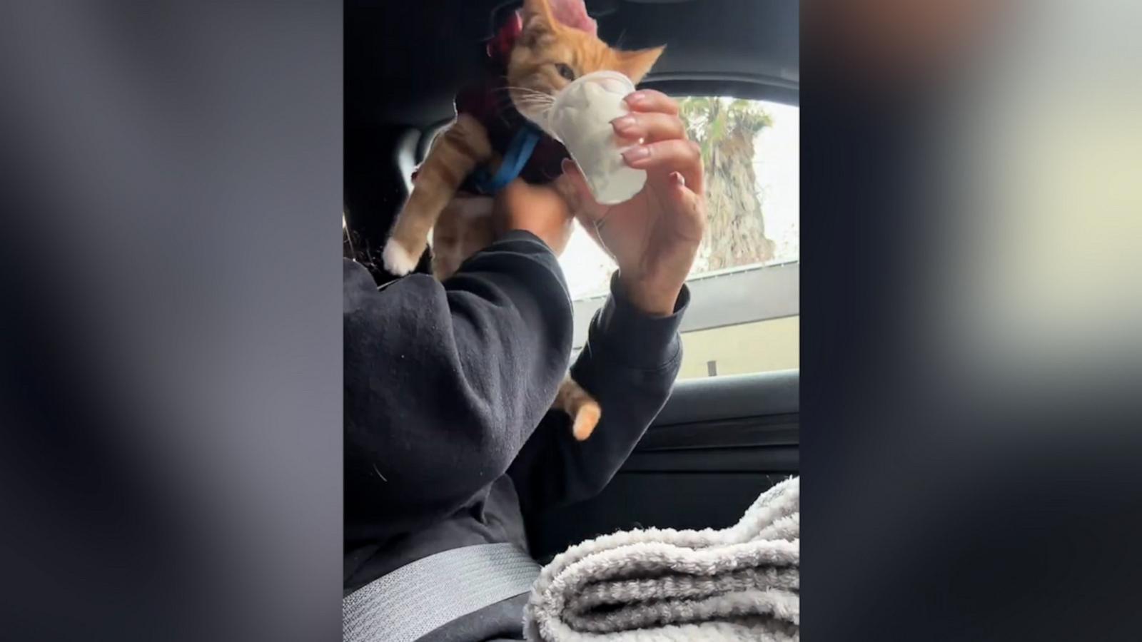 VIDEO: Kitten can’t wait for his ‘pup cup’