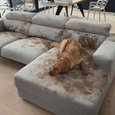 VIDEO: Willow the Golden Retriever turns comfy couch into a mud pit