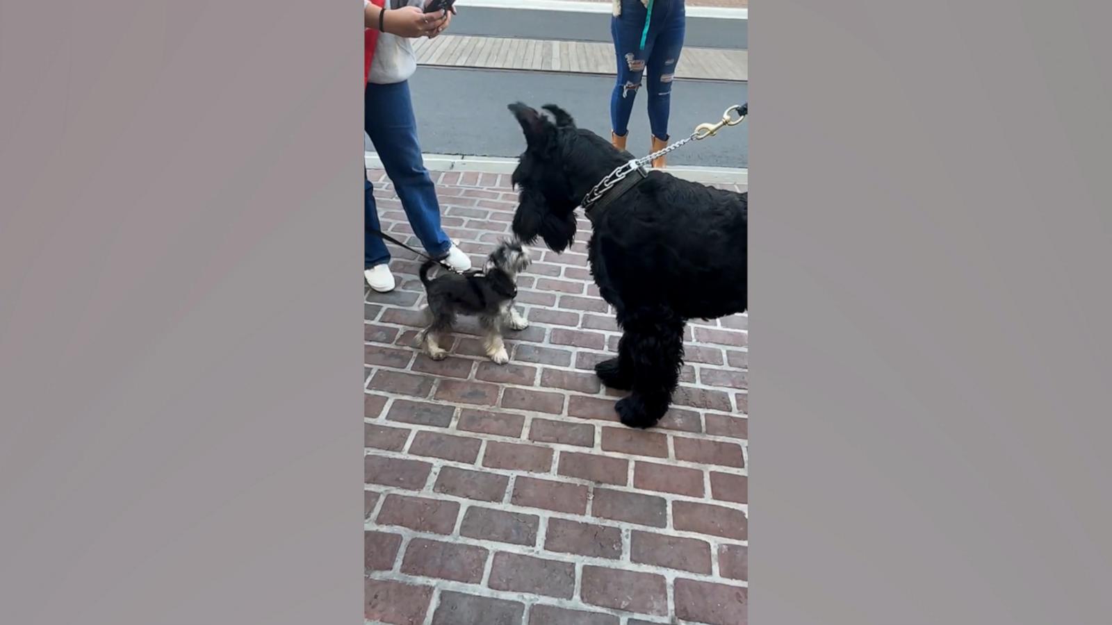 VIDEO: Giant and miniature schnauzer encounter is winning hearts