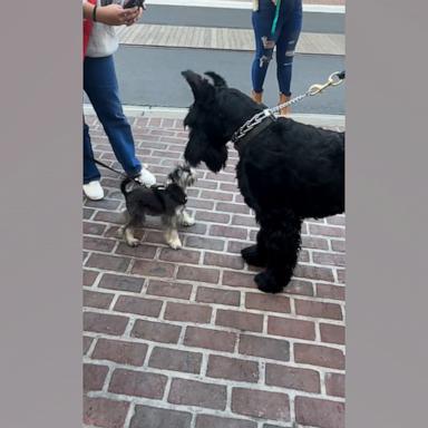 VIDEO: Giant and miniature schnauzer encounter is winning hearts 