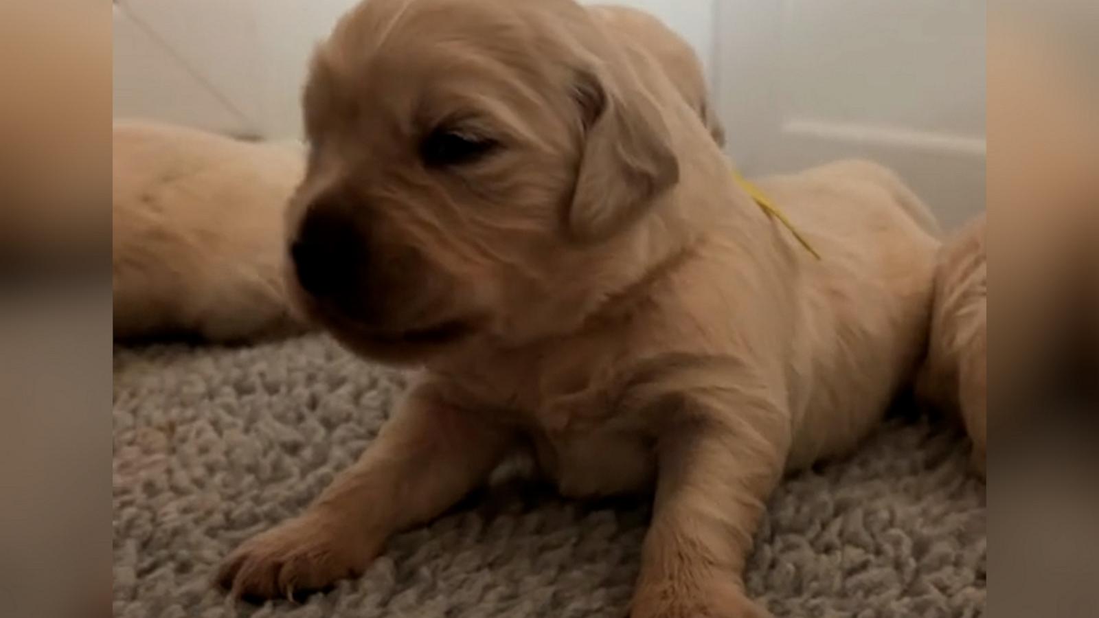 VIDEO: Watch the moment these newborn puppies start to hear for the 1st time