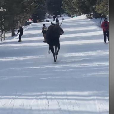 VIDEO: Moose barrels toward skiers at Jackson Hole