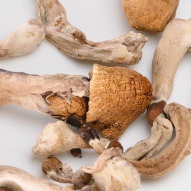 VIDEO: New report looks at increased use of 'magic mushrooms' 